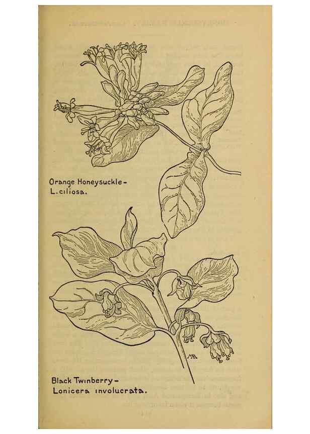 Reproducción/Reproduction 45938600415: Field book of western wild flowers /. New York :Putnam,1915.. 