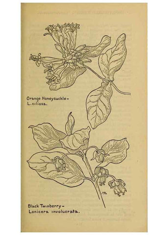 Reproducción/Reproduction 45938600415: Field book of western wild flowers /. New York :Putnam,1915.. 
