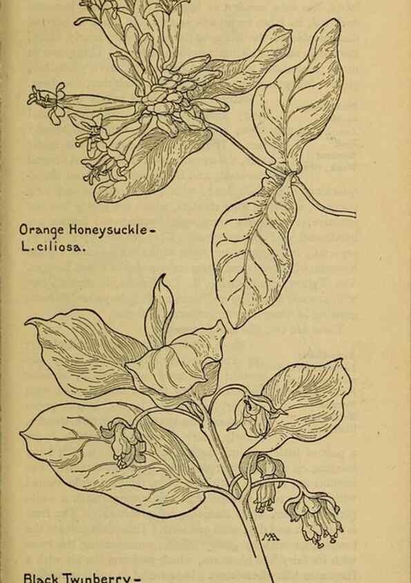Reproducción/Reproduction 45938600415: Field book of western wild flowers /. New York :Putnam,1915.. 