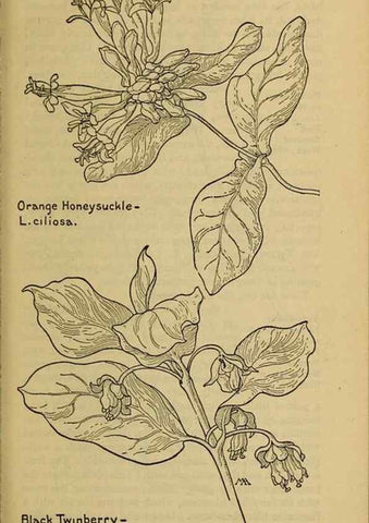 Reproducción/Reproduction 45938600415: Field book of western wild flowers /. New York :Putnam,1915.. 