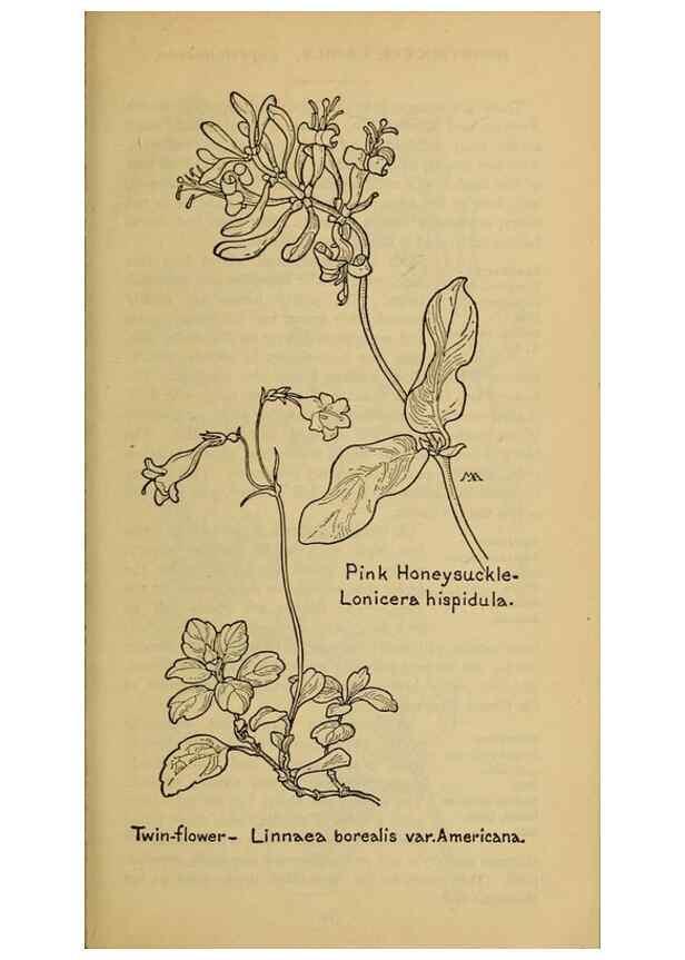 Reproducción/Reproduction 32977859298: Field book of western wild flowers /. New York :Putnam,1915.. 