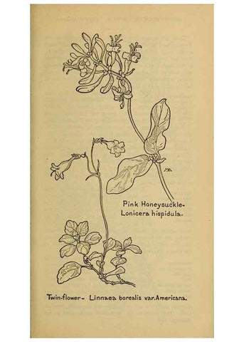 Reproducción/Reproduction 32977859298: Field book of western wild flowers /. New York :Putnam,1915.. 