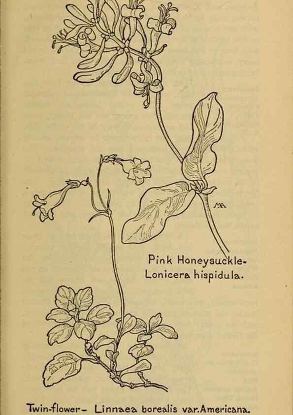 Reproducción/Reproduction 32977859298: Field book of western wild flowers /. New York :Putnam,1915.. 