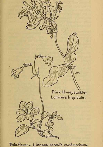 Reproducción/Reproduction 32977859298: Field book of western wild flowers /. New York :Putnam,1915.. 