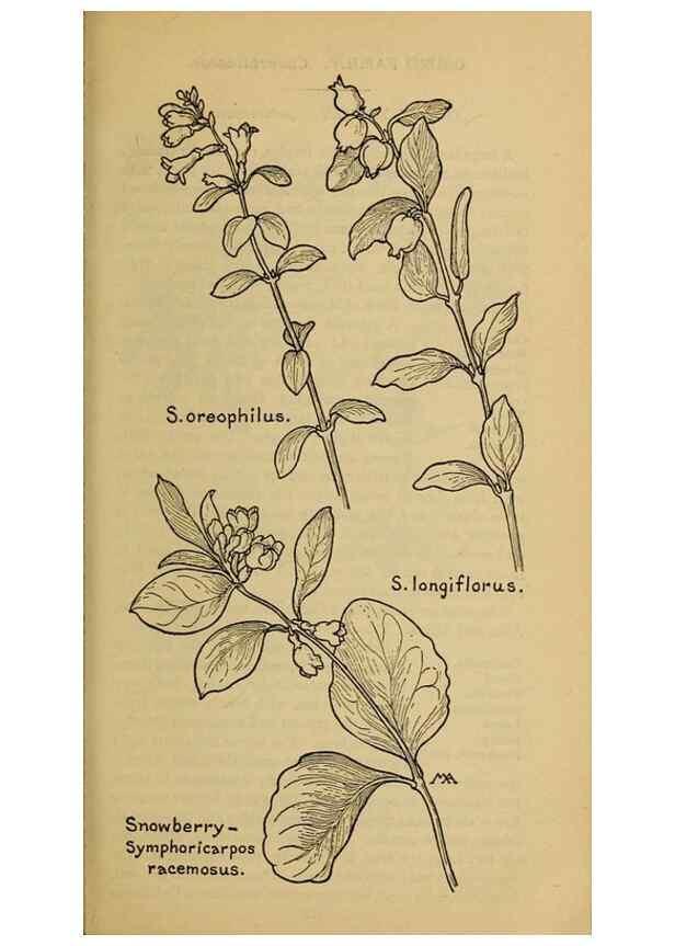 Reproducción/Reproduction 32977860058: Field book of western wild flowers /. New York :Putnam,1915.. 