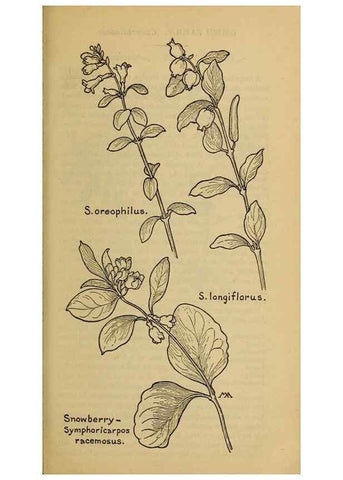 Reproducción/Reproduction 32977860058: Field book of western wild flowers /. New York :Putnam,1915.. 