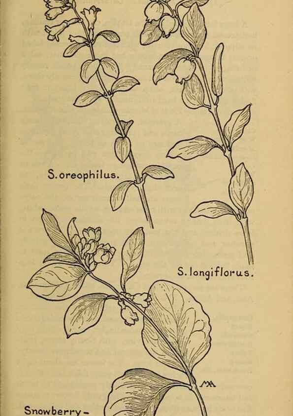 Reproducción/Reproduction 32977860058: Field book of western wild flowers /. New York :Putnam,1915.. 