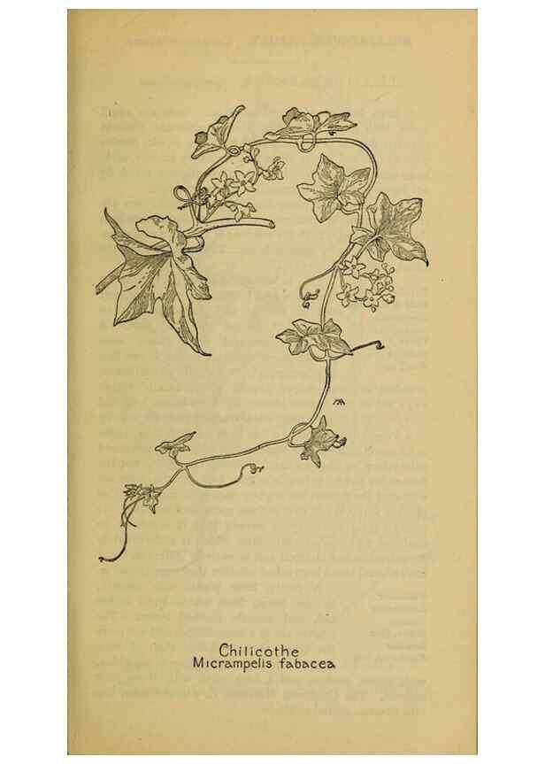 Reproducción/Reproduction 39888334033: Field book of western wild flowers /. New York :Putnam,1915.. 