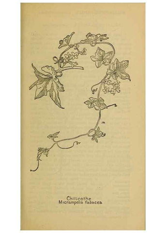 Reproducción/Reproduction 39888334033: Field book of western wild flowers /. New York :Putnam,1915.. 