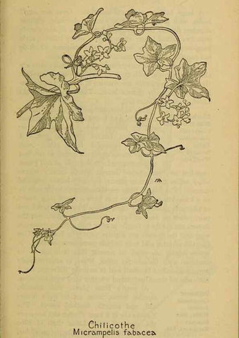 Reproducción/Reproduction 39888334033: Field book of western wild flowers /. New York :Putnam,1915.. 
