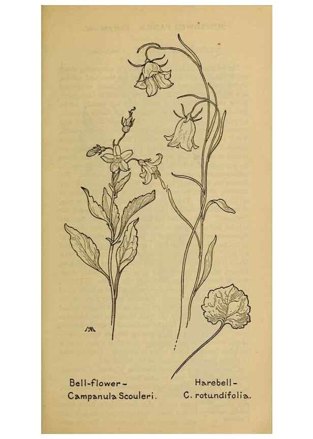 Reproducción/Reproduction 46801128502: Field book of western wild flowers /. New York :Putnam,1915.. 