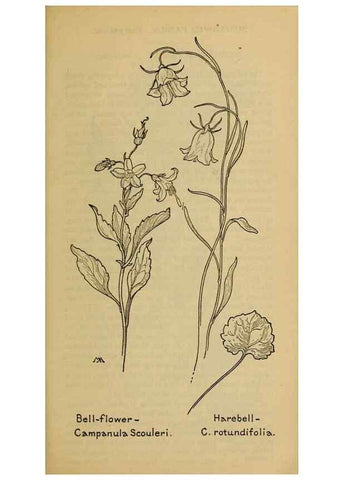 Reproducción/Reproduction 46801128502: Field book of western wild flowers /. New York :Putnam,1915.. 