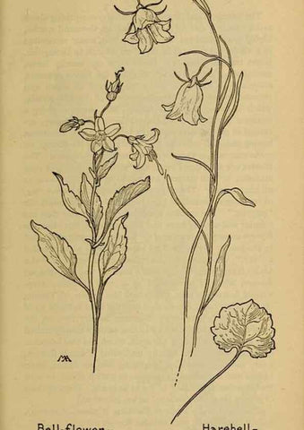 Reproducción/Reproduction 46801128502: Field book of western wild flowers /. New York :Putnam,1915.. 