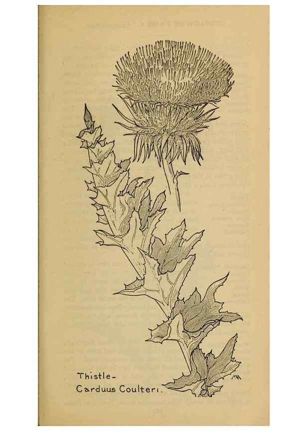 Reproducción/Reproduction 45938605225: Field book of western wild flowers /. New York :Putnam,1915.. 
