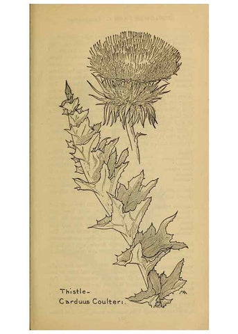 Reproducción/Reproduction 45938605225: Field book of western wild flowers /. New York :Putnam,1915.. 