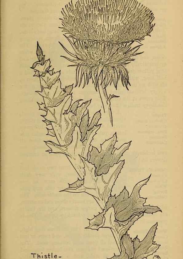 Reproducción/Reproduction 45938605225: Field book of western wild flowers /. New York :Putnam,1915.. 