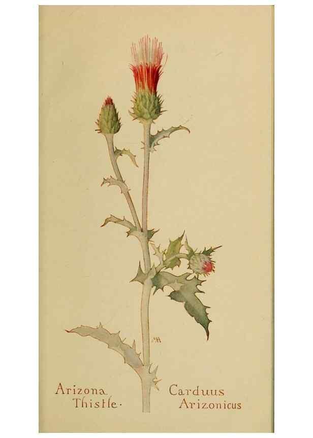 Reproducción/Reproduction 46128166904: Field book of western wild flowers /. New York :Putnam,1915.. 