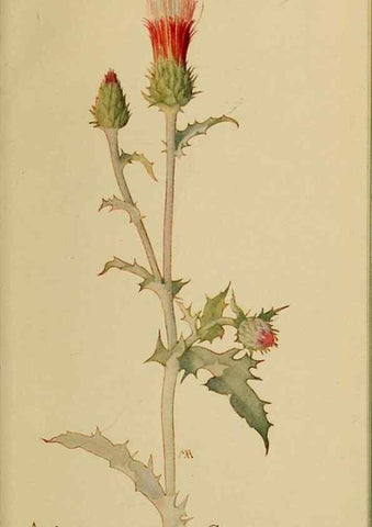 Reproducción/Reproduction 46128166904: Field book of western wild flowers /. New York :Putnam,1915.. 