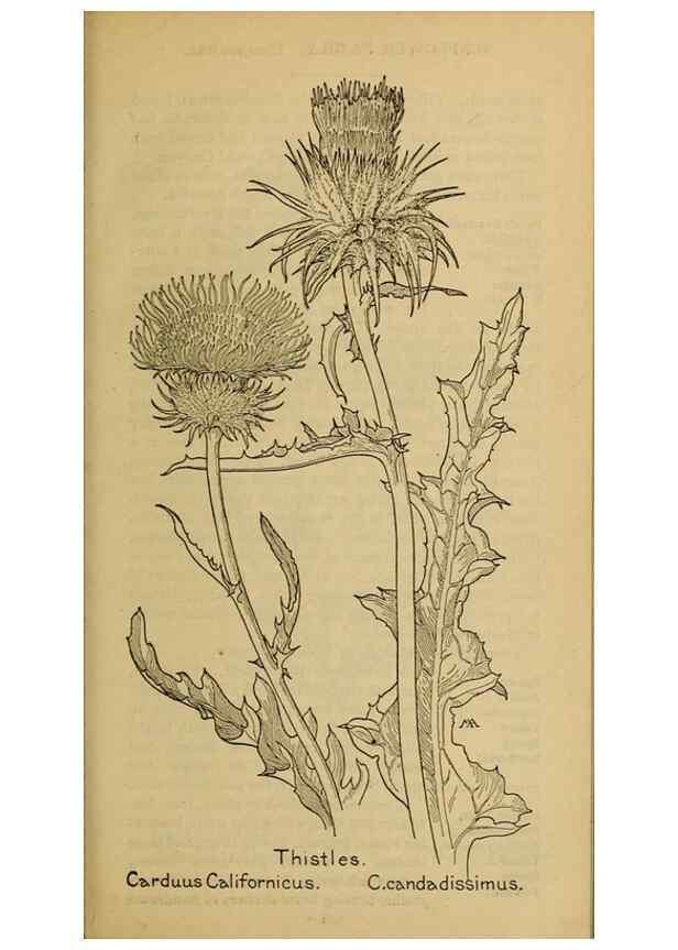 Reproducción/Reproduction 31911915417: Field book of western wild flowers /. New York :Putnam,1915.. 