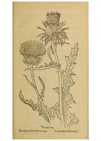 Reproducción/Reproduction 31911915417: Field book of western wild flowers /. New York :Putnam,1915.. 
