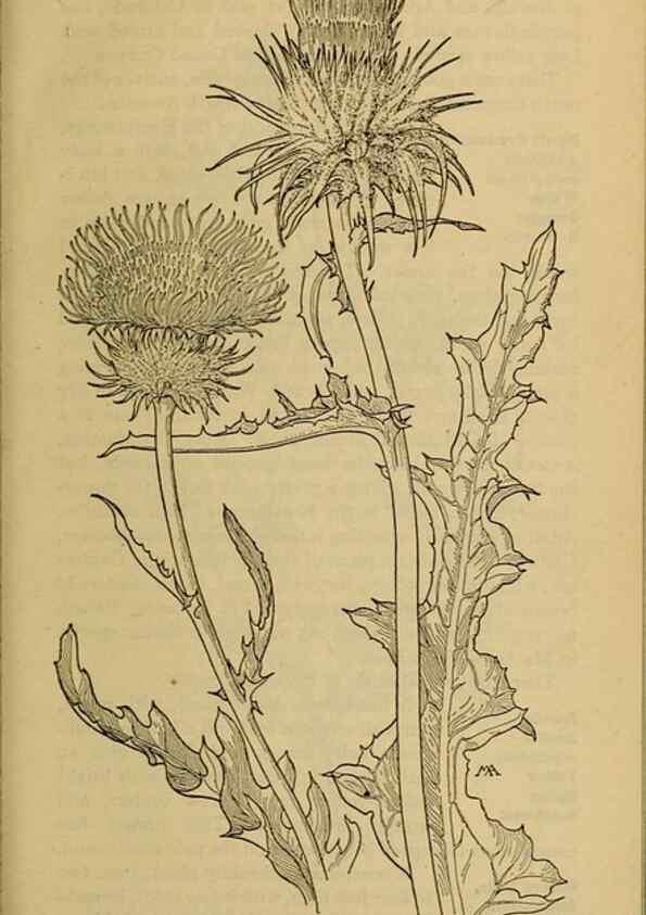 Reproducción/Reproduction 31911915417: Field book of western wild flowers /. New York :Putnam,1915.. 