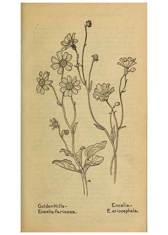 Reproducción/Reproduction 46128168474: Field book of western wild flowers /. New York :Putnam,1915.. 
