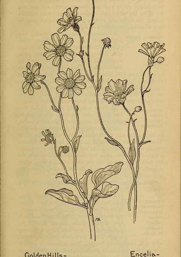 Reproducción/Reproduction 46128168474: Field book of western wild flowers /. New York :Putnam,1915.. 