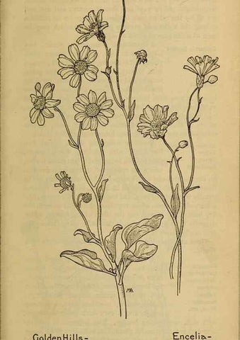 Reproducción/Reproduction 46128168474: Field book of western wild flowers /. New York :Putnam,1915.. 
