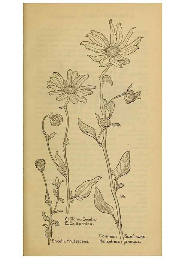 Reproducción/Reproduction 46128169484: Field book of western wild flowers /. New York :Putnam,1915.. 