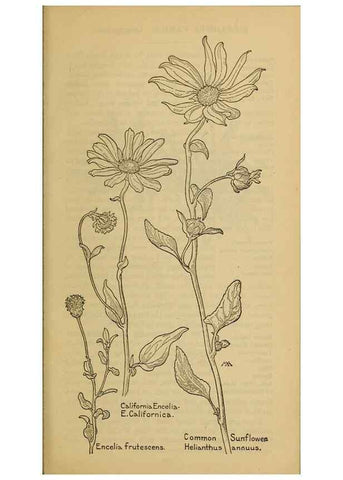 Reproducción/Reproduction 46128169484: Field book of western wild flowers /. New York :Putnam,1915.. 