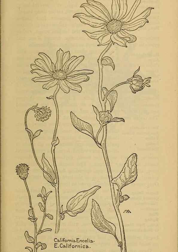 Reproducción/Reproduction 46128169484: Field book of western wild flowers /. New York :Putnam,1915.. 