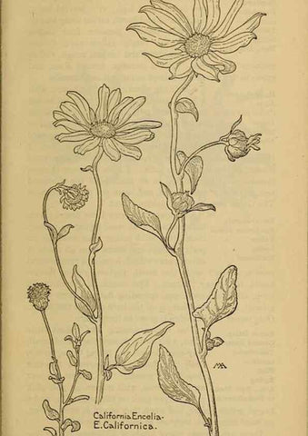 Reproducción/Reproduction 46128169484: Field book of western wild flowers /. New York :Putnam,1915.. 