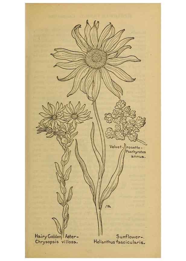 Reproducción/Reproduction 32977866378: Field book of western wild flowers /. New York :Putnam,1915.. 