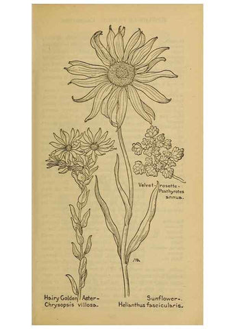Reproducción/Reproduction 32977866378: Field book of western wild flowers /. New York :Putnam,1915.. 