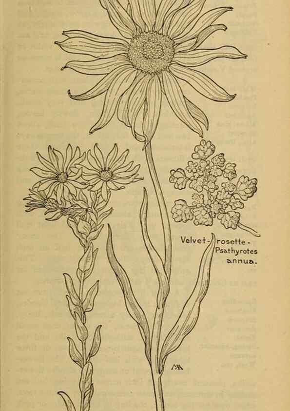 Reproducción/Reproduction 32977866378: Field book of western wild flowers /. New York :Putnam,1915.. 