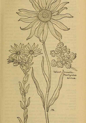 Reproducción/Reproduction 32977866378: Field book of western wild flowers /. New York :Putnam,1915.. 