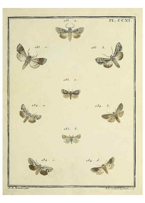 Reproducción/Reproduction 46138496474: Papillons d'Europe, peints d'après nature /. A Paris :Chez P.M. Delaguette, imprimeur-libraire ... ;1779-1792 [i.e. 1793]. 