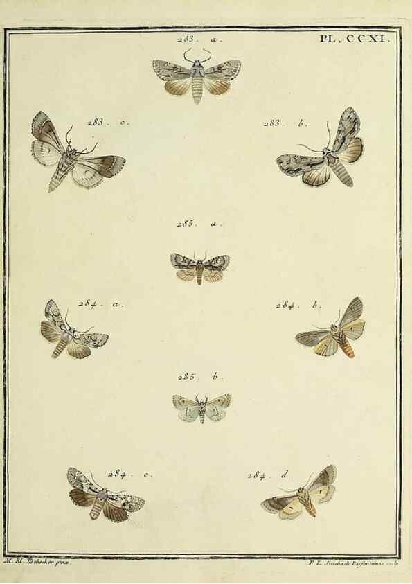 Reproducción/Reproduction 46138496474: Papillons d'Europe, peints d'après nature /. A Paris :Chez P.M. Delaguette, imprimeur-libraire ... ;1779-1792 [i.e. 1793]. 