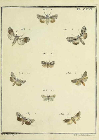 Reproducción/Reproduction 46138496474: Papillons d'Europe, peints d'après nature /. A Paris :Chez P.M. Delaguette, imprimeur-libraire ... ;1779-1792 [i.e. 1793]. 