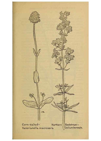 Reproducción/Reproduction 45938597805: Field book of western wild flowers /. New York :Putnam,1915.. 
