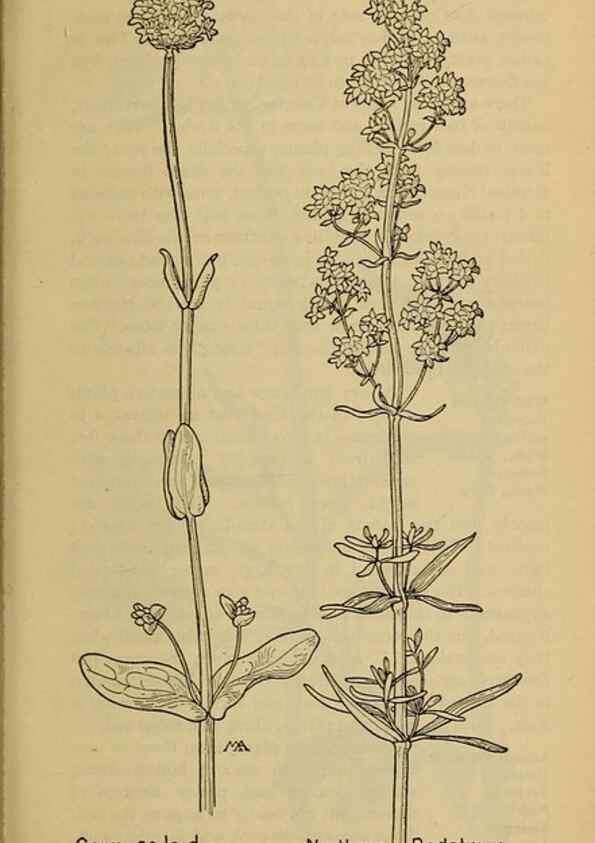 Reproducción/Reproduction 45938597805: Field book of western wild flowers /. New York :Putnam,1915.. 