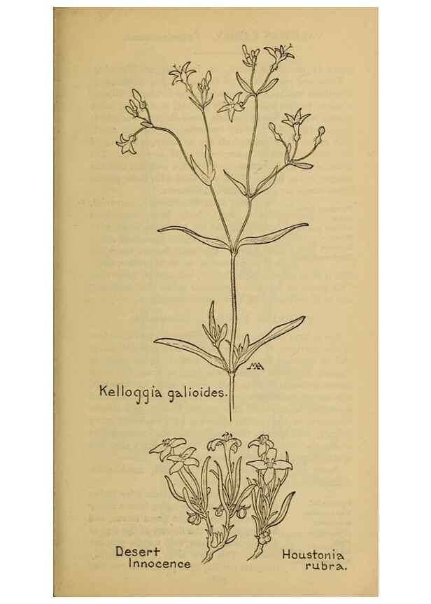 Reproducción/Reproduction 46853194791: Field book of western wild flowers /. New York :Putnam,1915.. 