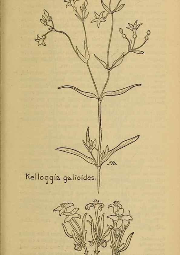 Reproducción/Reproduction 46853194791: Field book of western wild flowers /. New York :Putnam,1915.. 