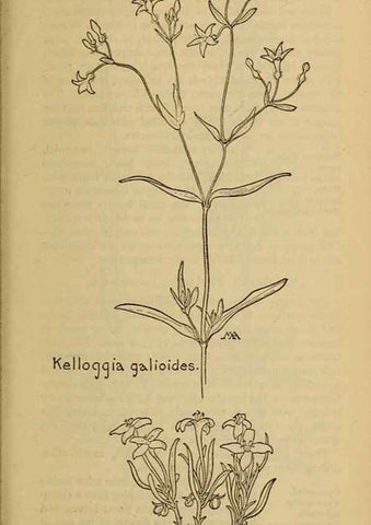 Reproducción/Reproduction 46853194791: Field book of western wild flowers /. New York :Putnam,1915.. 