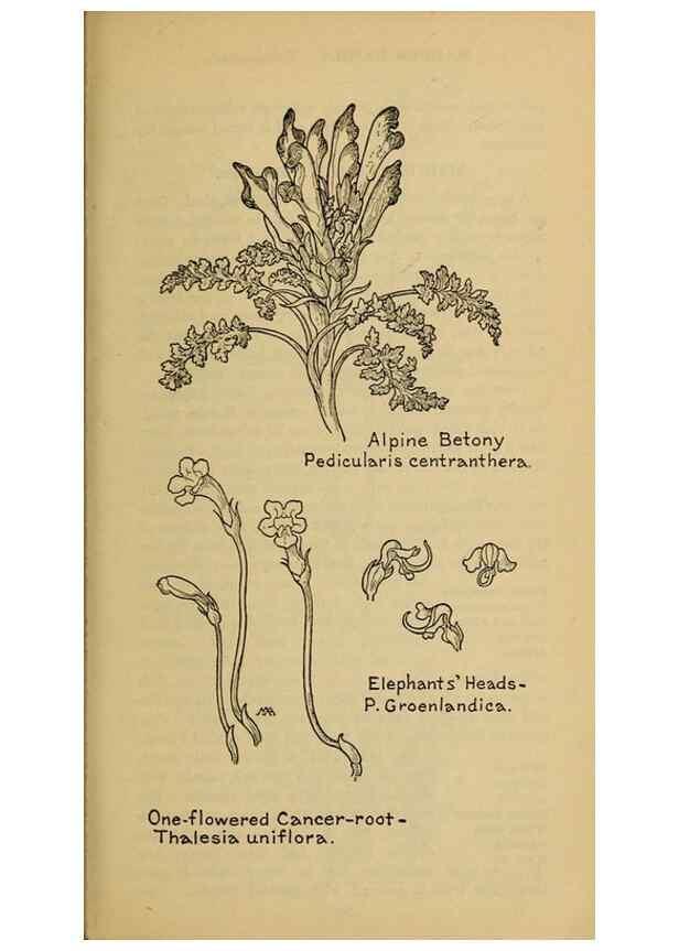 Reproducción/Reproduction 39888325693: Field book of western wild flowers /. New York :Putnam,1915.. 