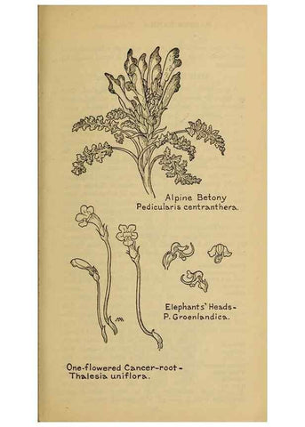 Reproducción/Reproduction 39888325693: Field book of western wild flowers /. New York :Putnam,1915.. 