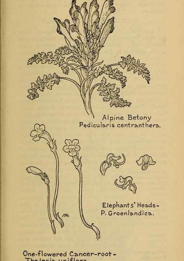 Reproducción/Reproduction 39888325693: Field book of western wild flowers /. New York :Putnam,1915.. 