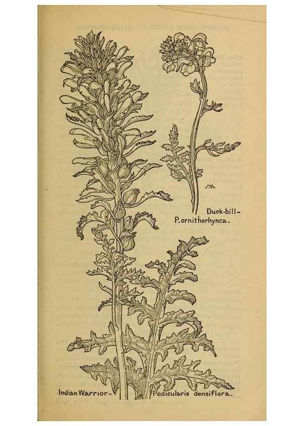 Reproducción/Reproduction 46853193781: Field book of western wild flowers /. New York :Putnam,1915.. 