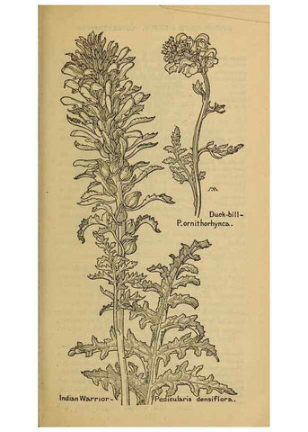 Reproducción/Reproduction 46853193781: Field book of western wild flowers /. New York :Putnam,1915.. 