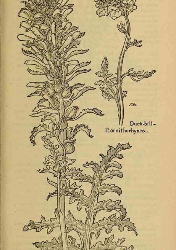 Reproducción/Reproduction 46853193781: Field book of western wild flowers /. New York :Putnam,1915.. 